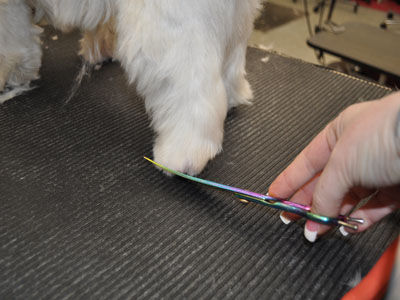 Pet Westie Trim